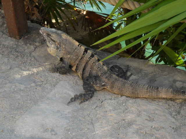 Cancun 2011 061